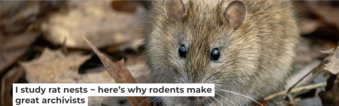 Old rat nests can contain fabrics, papers, animal bones, plant remains and other materials that have been undisturbed for hundreds of years. Andyworks/E+ Collection via Getty Images